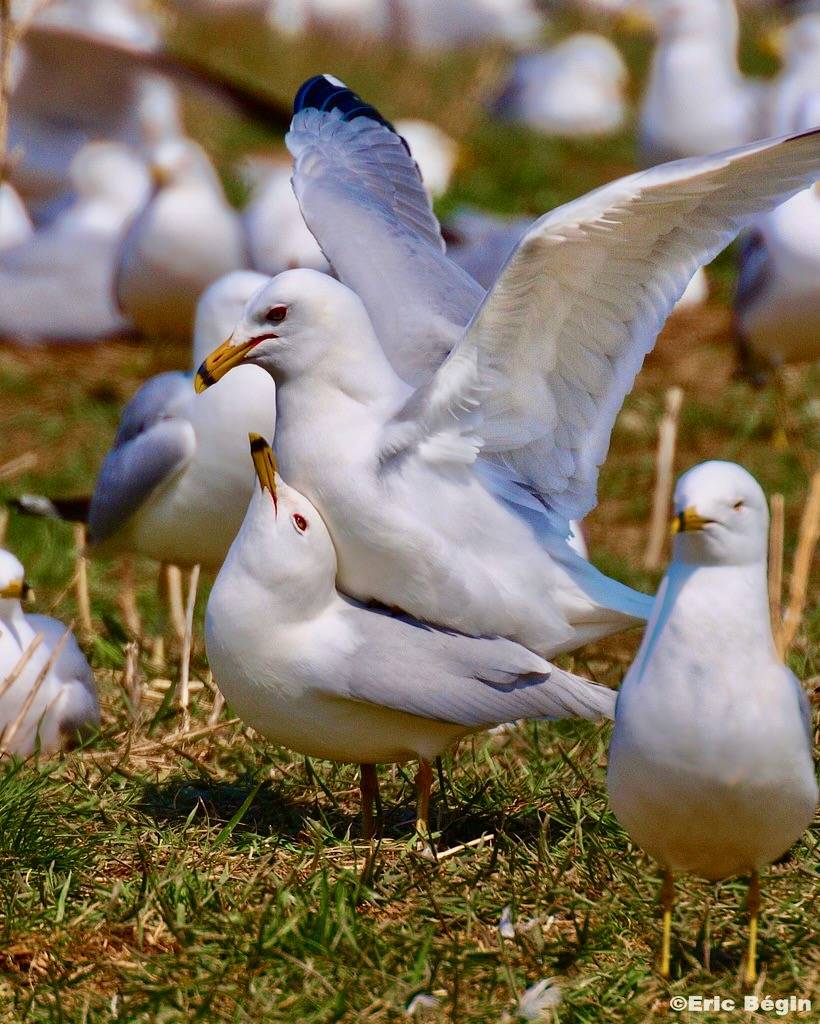 Ring-billed Gull reproductive behavior series by Eric Bégin is licensed under CC BY-NC-ND 2.0.